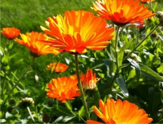 fiori di calendula fiore della calendula