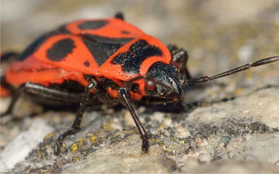 cimice dei cavoli cimice rossa nera