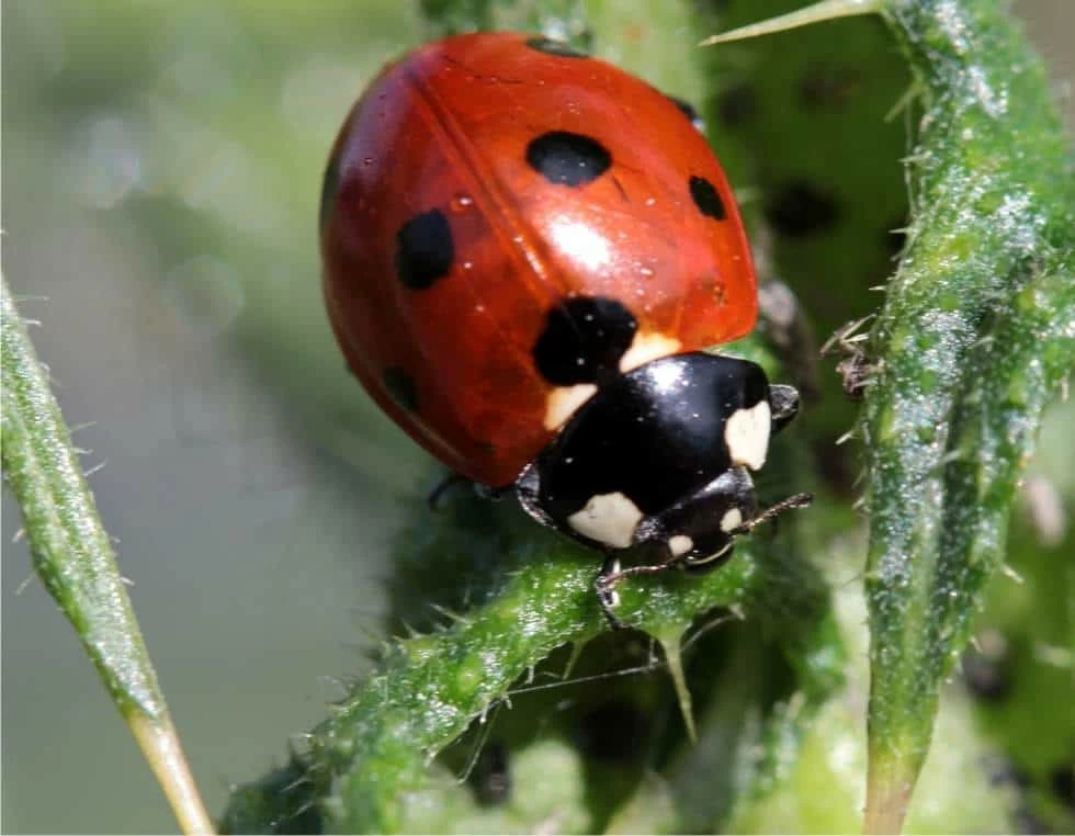 coccinella che mangia gli afidi