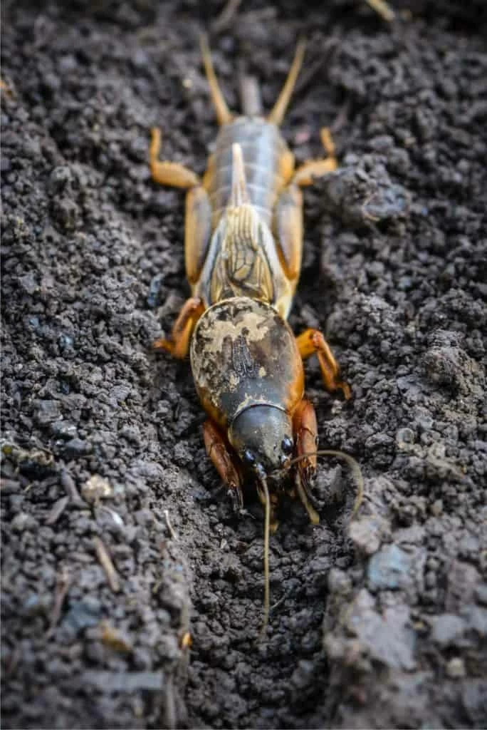 il grillotalpa nel terreno