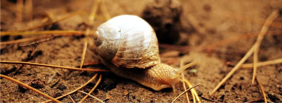 chiocciola nell'orto