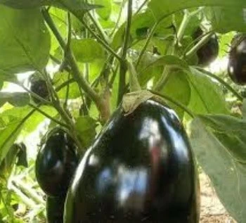 frutti di melanzana la melanzana coltivata