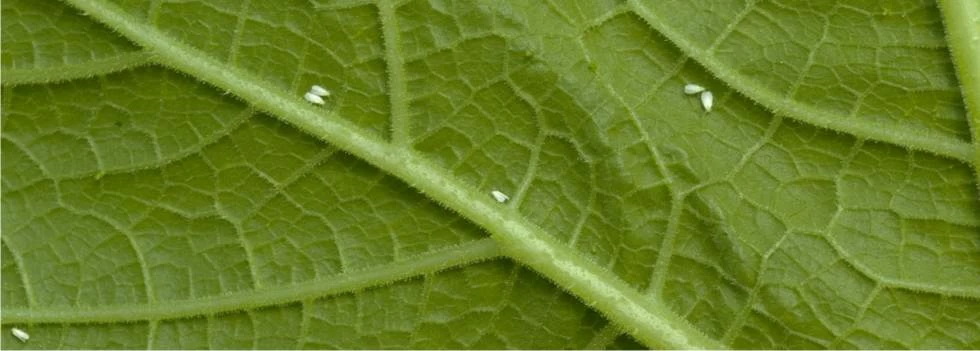 mosche bianche su foglia