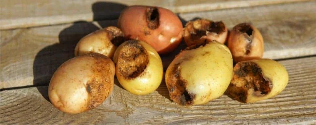 patate mangiate da grillotalpa