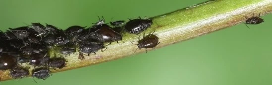pidocchi delle piante