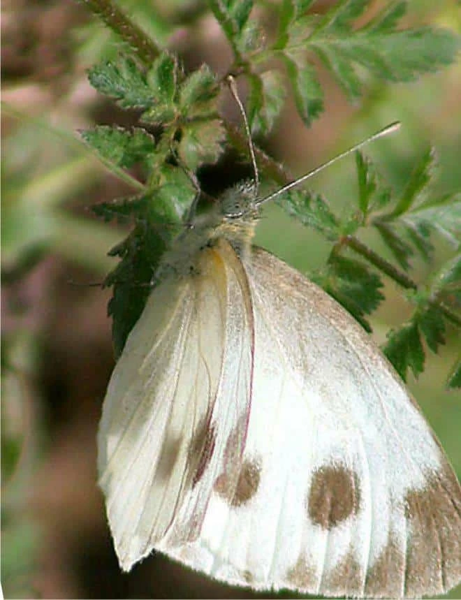 la farfalla cavolaia