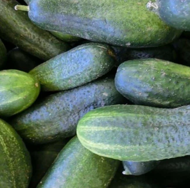 cetrioli verdi cetrioli verdi allungati