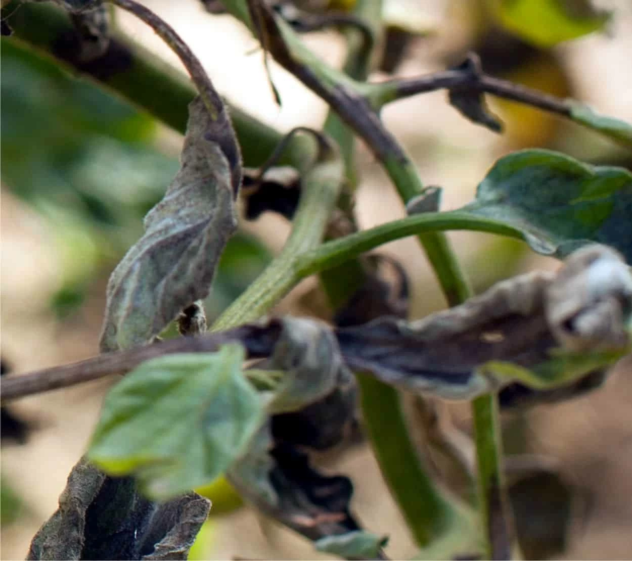 foglie nere con peronospora