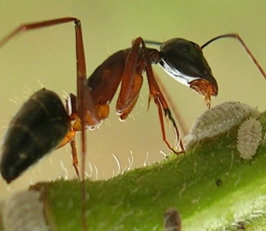 formica una formica