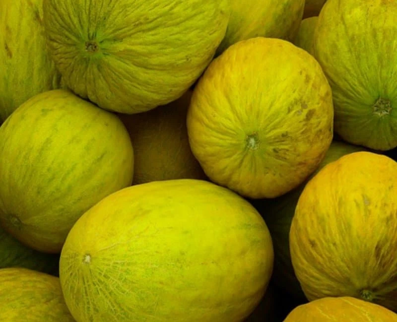 melone d'inverno i meloni gialli invernali