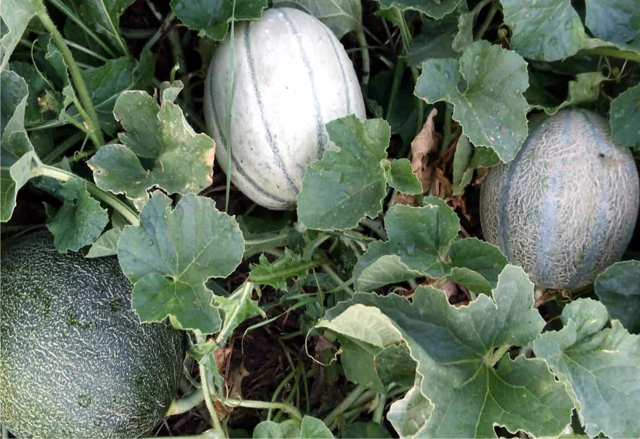 melone