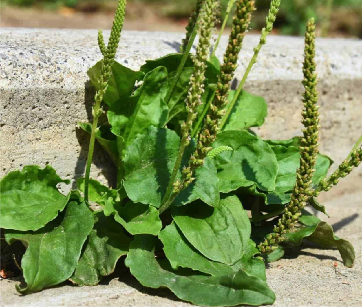 piantaggine piantaggine
