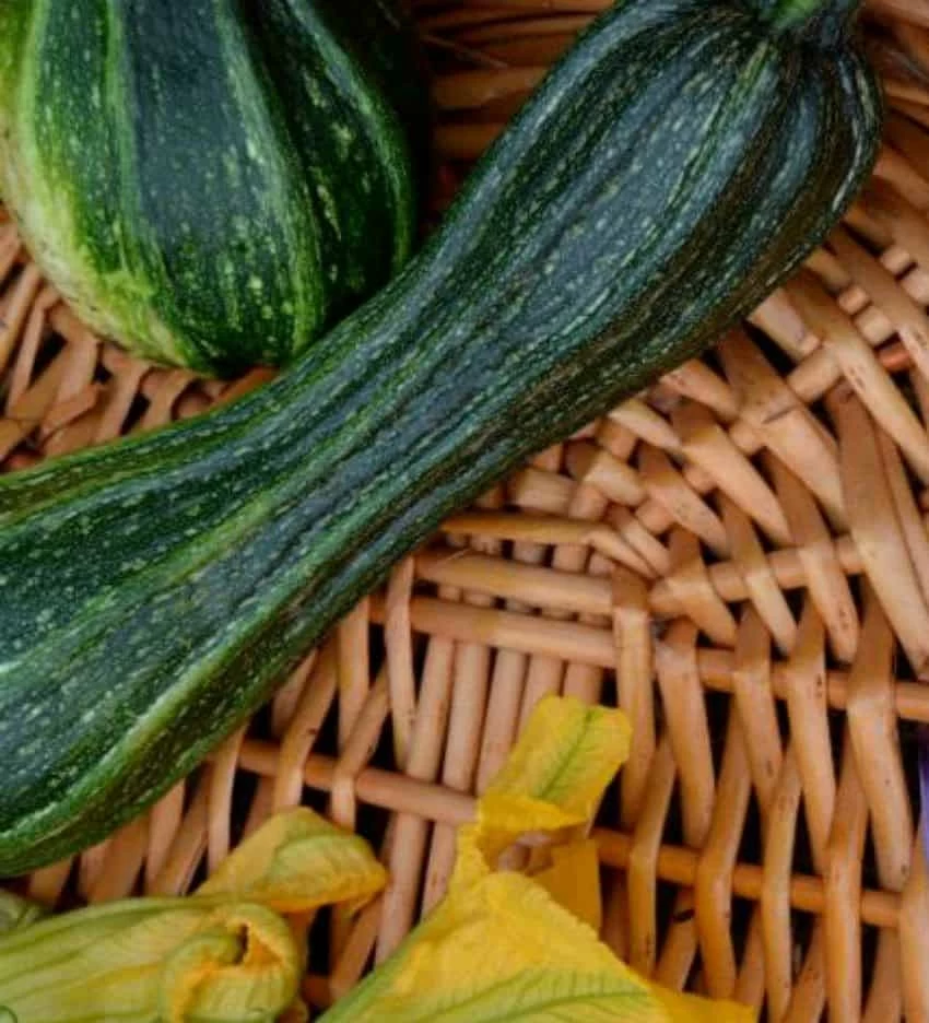 zucchine raccolte lo zucchino