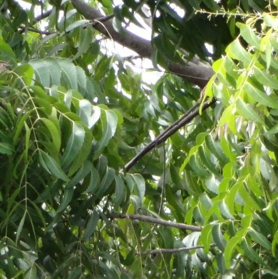 albero del neem pianta di neem