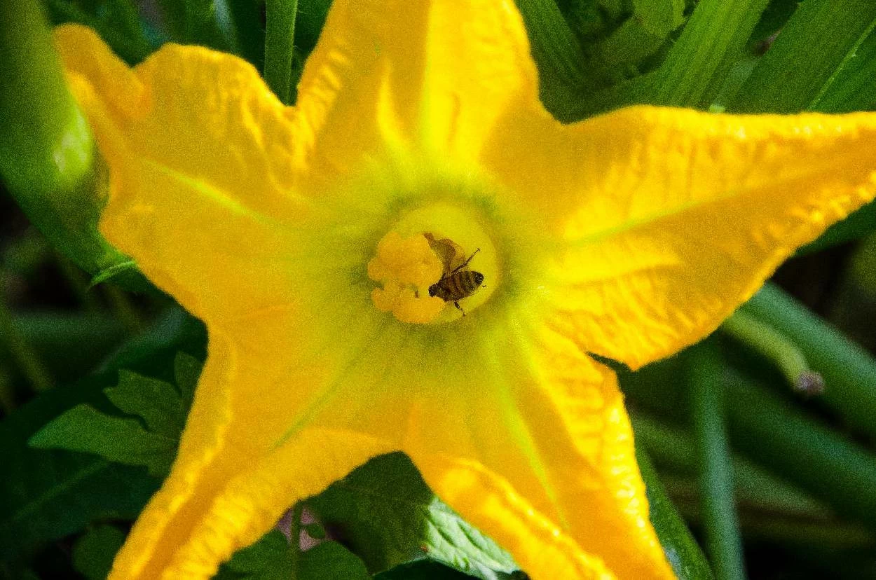 ape fiore ape nel fiore