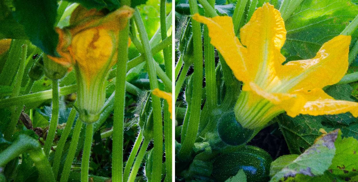 fiori di zucca maschio e femmina