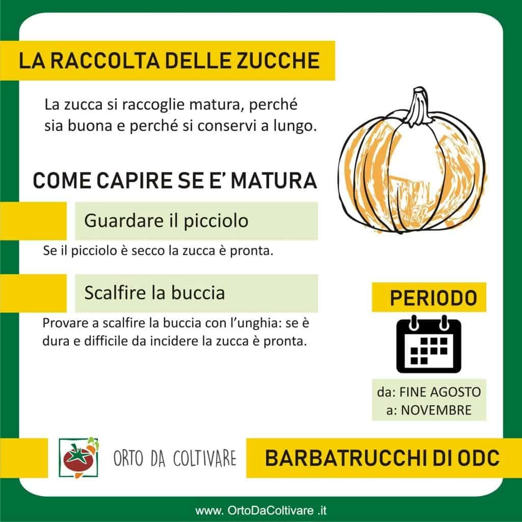 maturazione zucche come si capisce