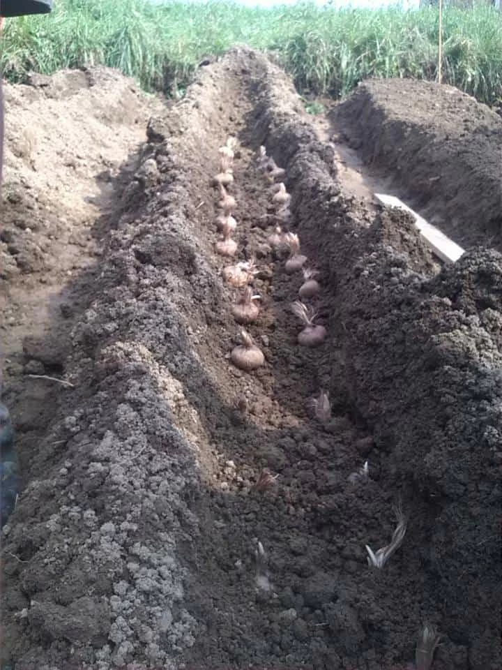 cormi piantati bulbi piantati di crocus sativus