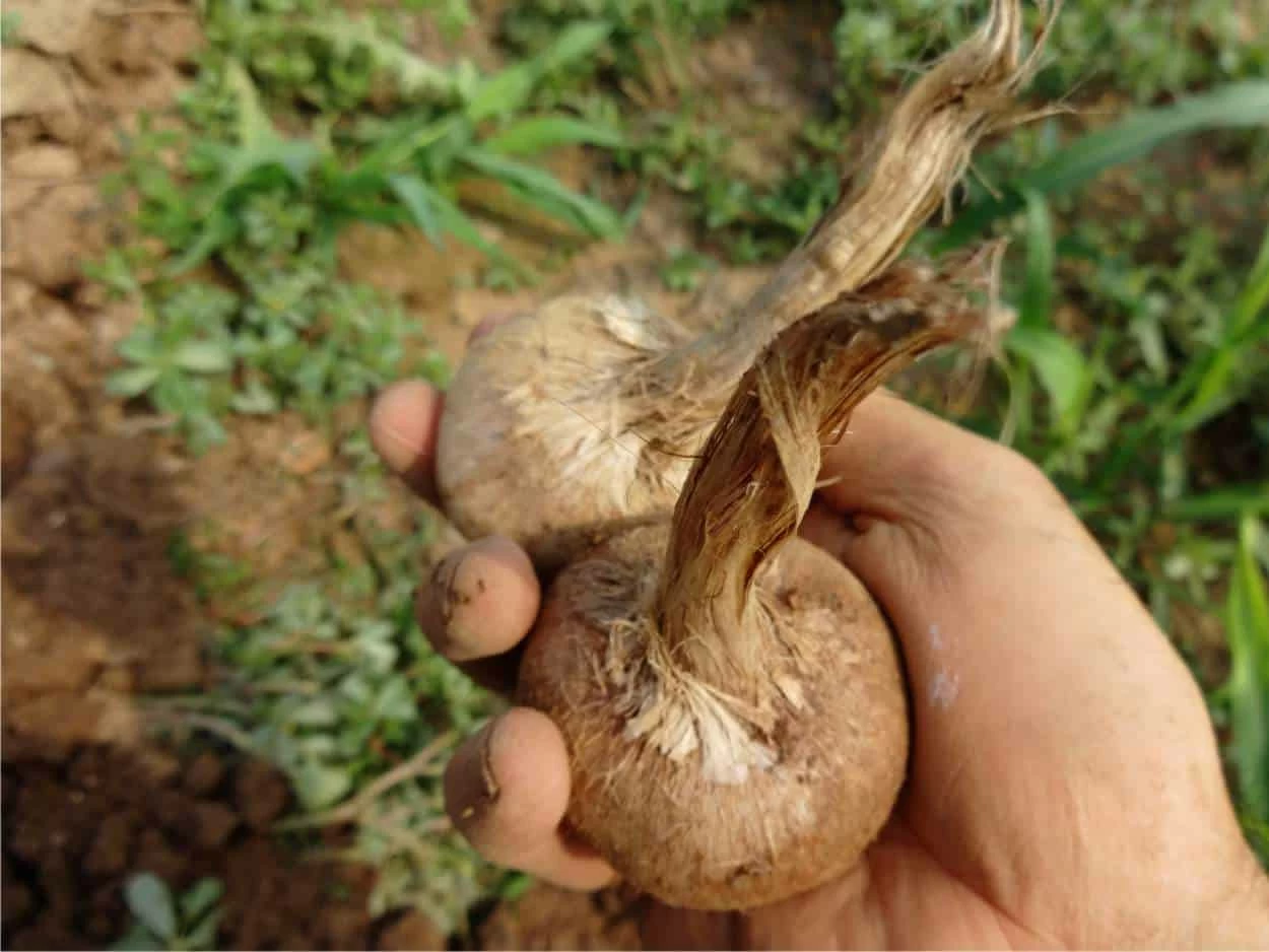 bulbi zafferano