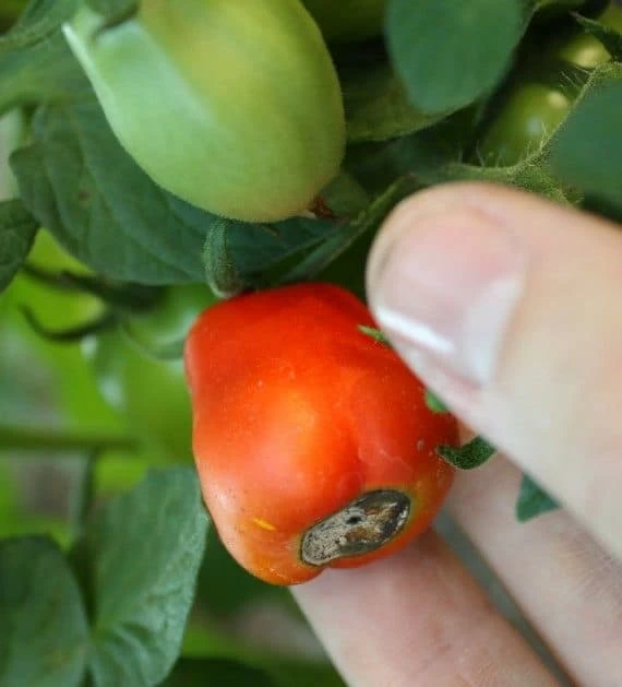 marciume apicale del pomodoro marciume apicale