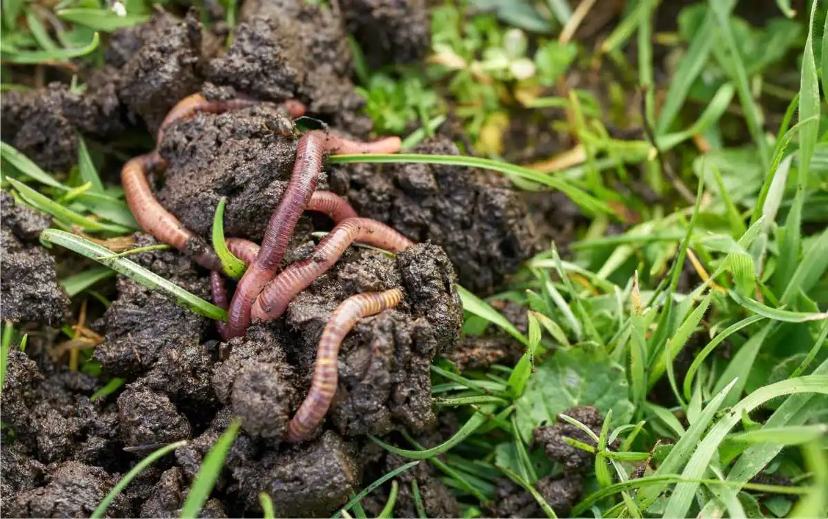 lombrichi nel compost e letame