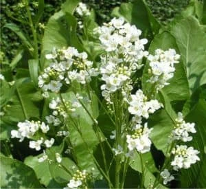 il fiore di rafano