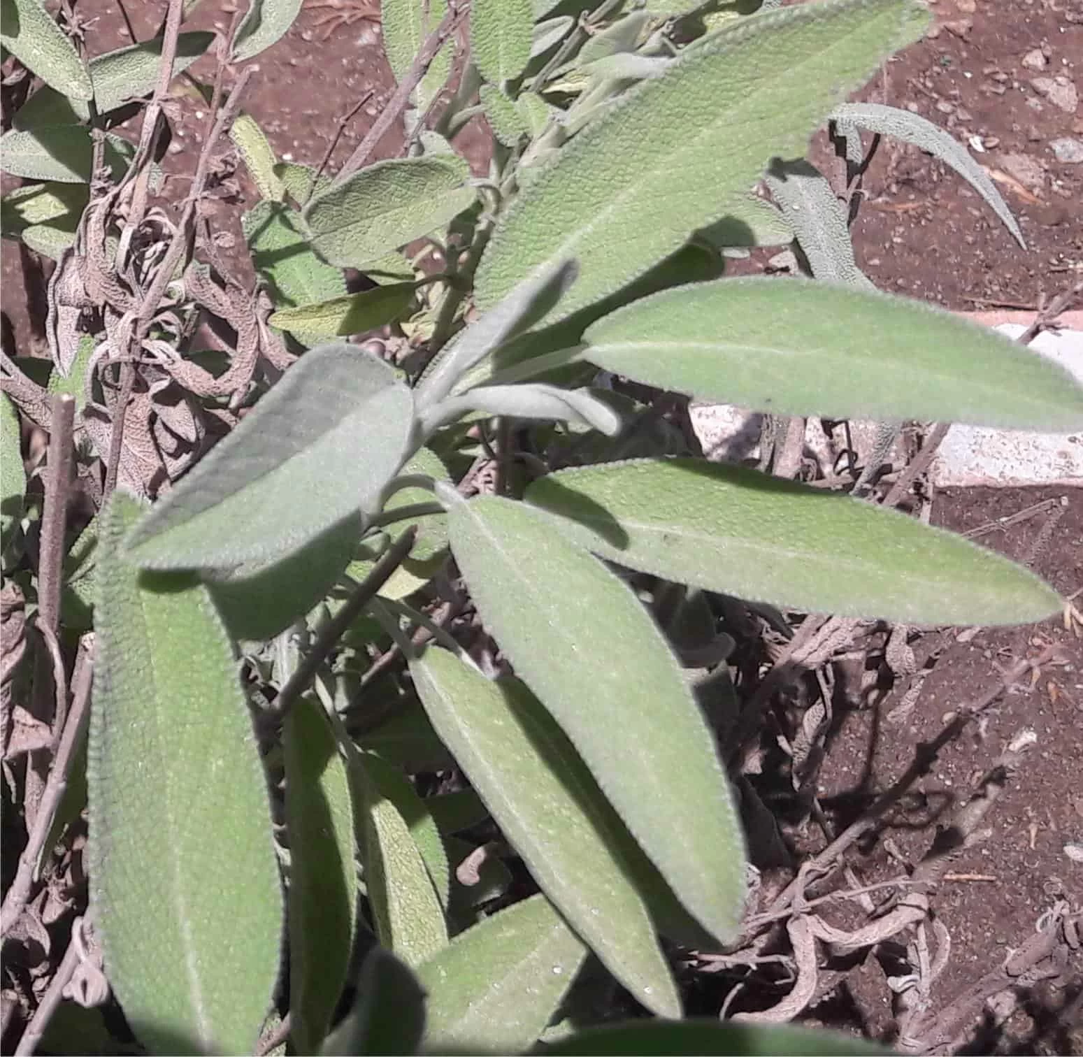 pianta di salvia pianta di salvia