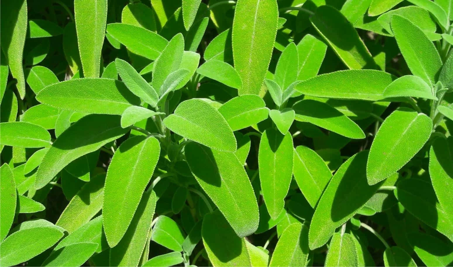 salvia officinalis piante di salvia officinalis