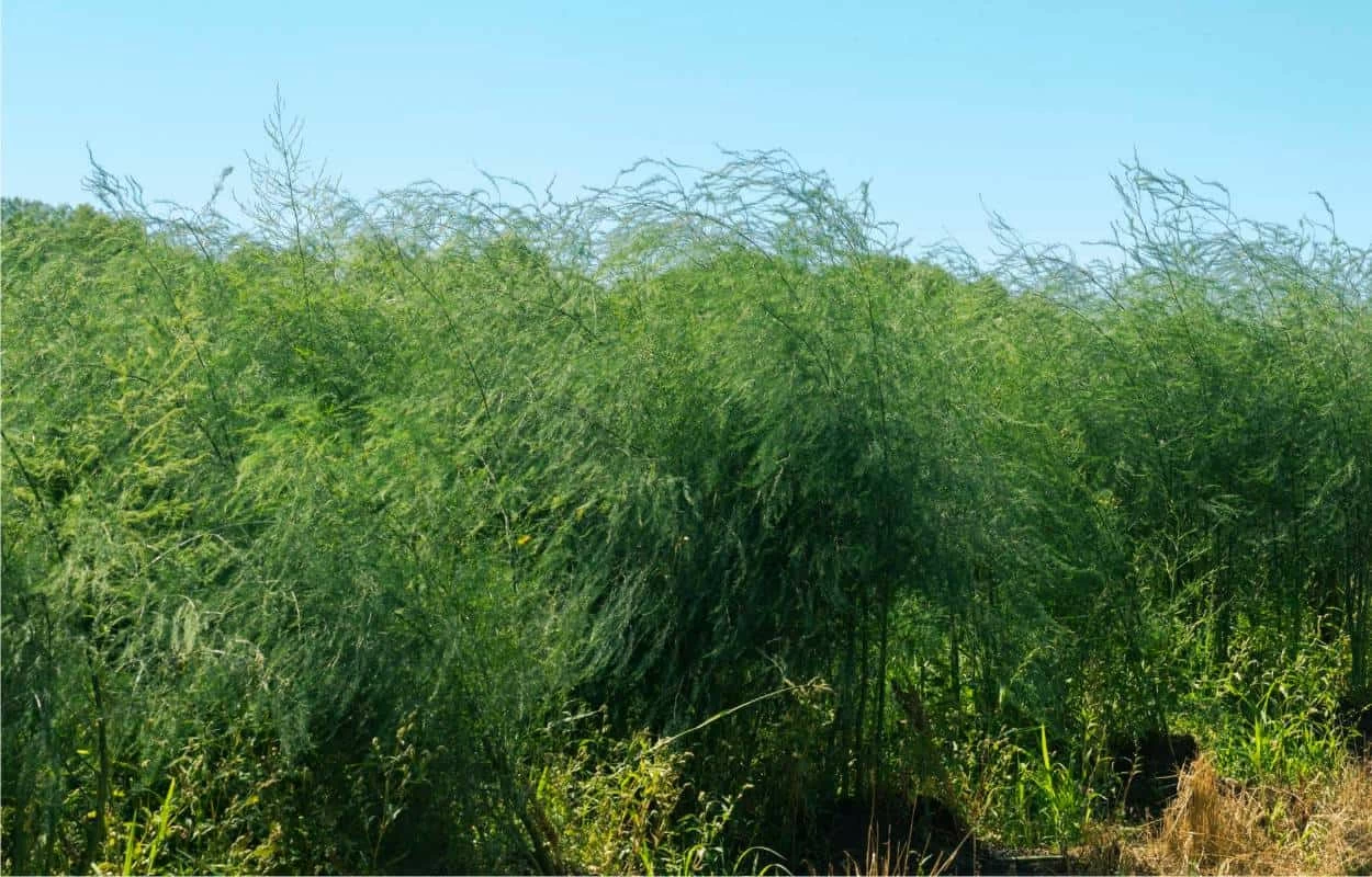 pianta asparagi pianta di asparago comune