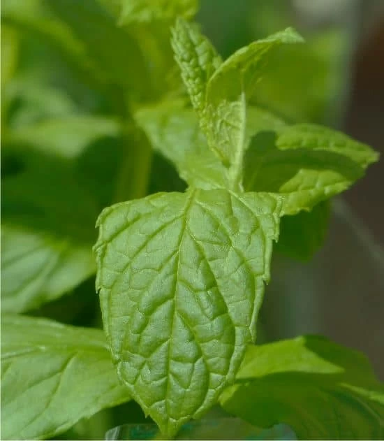 foglie di menta la menta