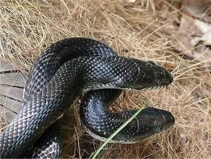 biacco nero