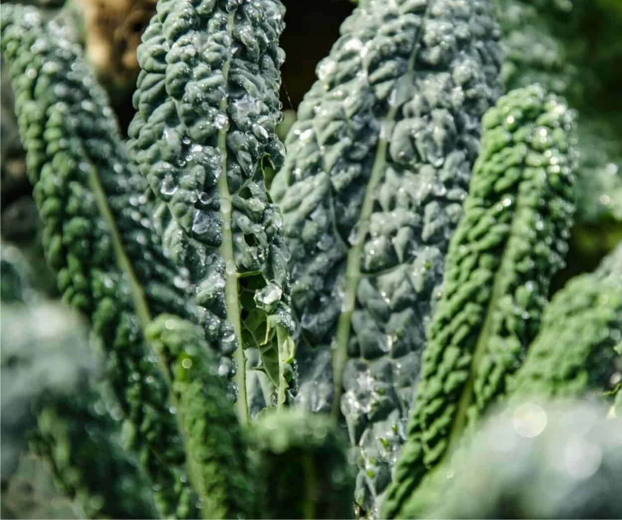 cavolo nero toscano pianta di cavolo nero