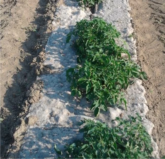 pacciamatura di juta orto pacciamato con la juta