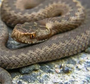 vipera velenosa