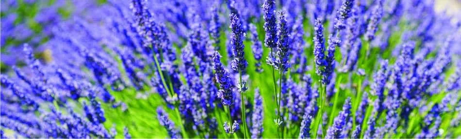 un cespuglio di lavanda