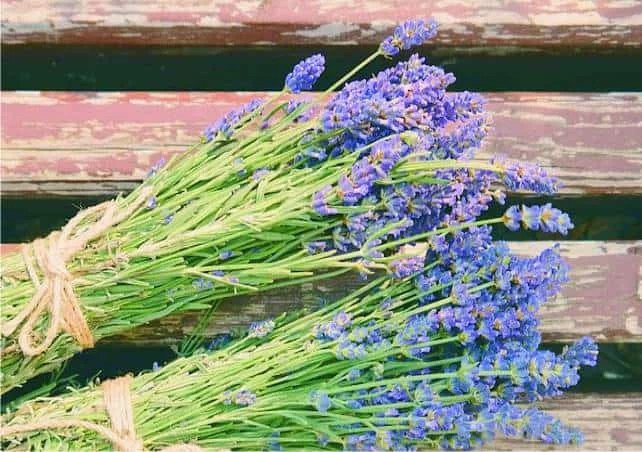 essicazione mazzetti in essiccazione