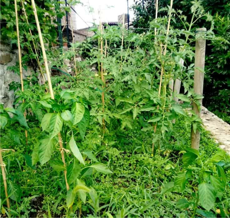 agricoltura naturale e orto del non fare agricoltura naturale e orto del non fare