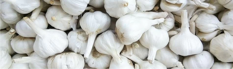 aglio bulbi