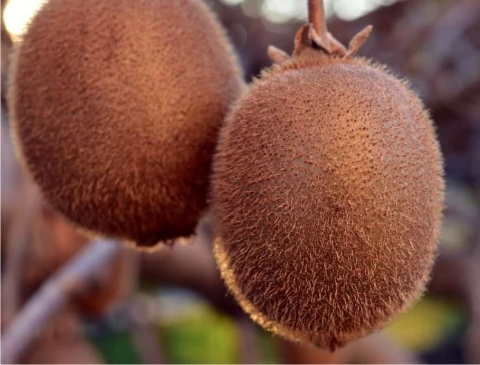 frutti di kiwi