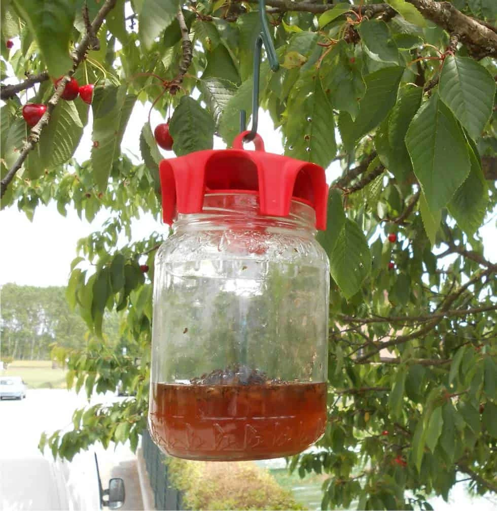 vaso trap su ciliegio vaso trap rosso
