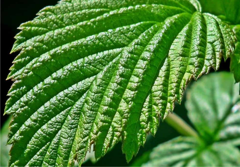 foglia lampone una foglia di pianta di lamponi