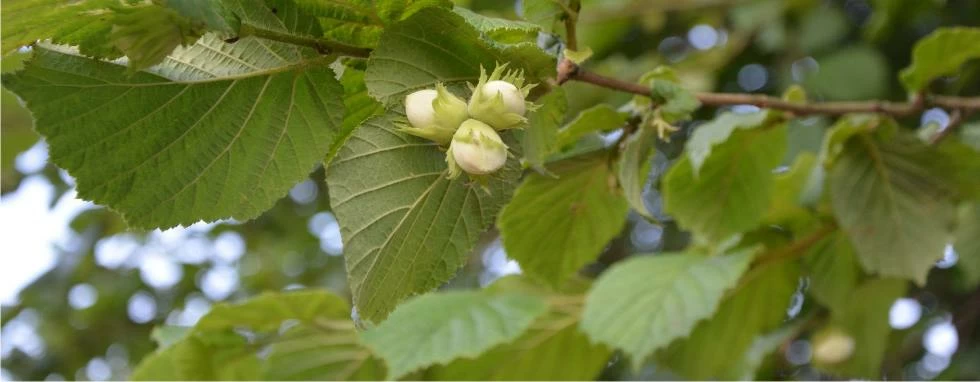 rami di albero delle nocciole