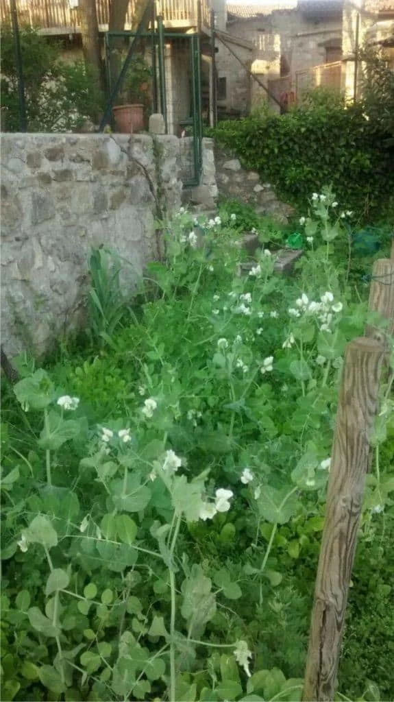 piselli piante di piselli