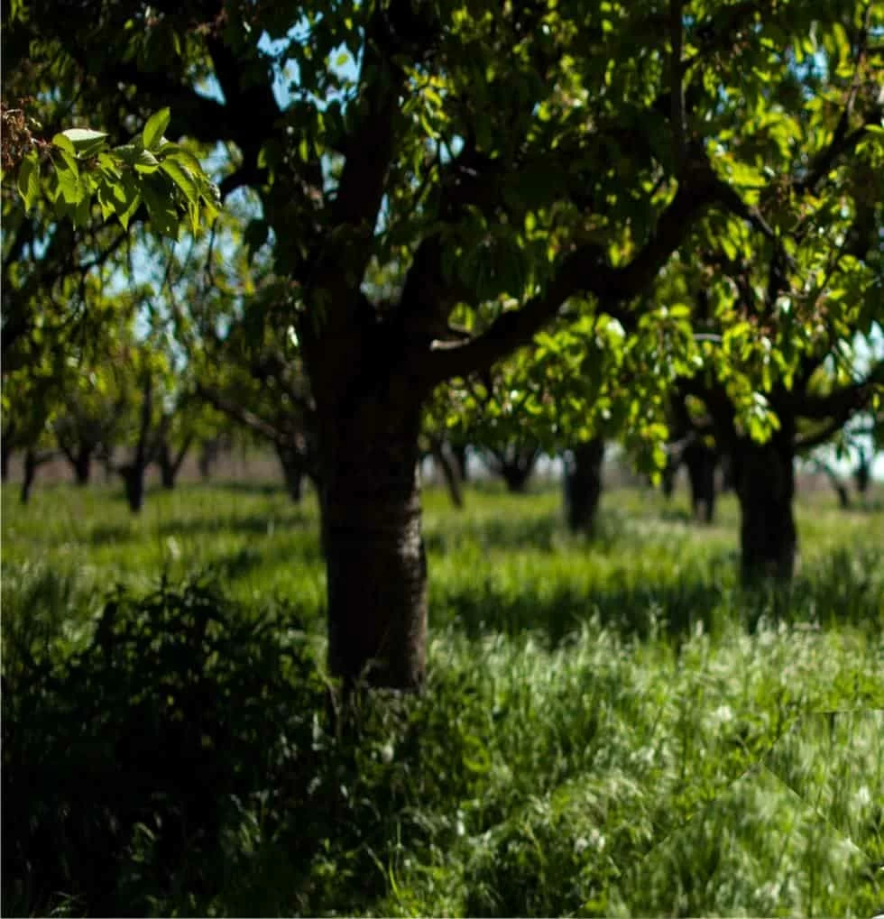 concimazione del frutteto concimazione del frutteto