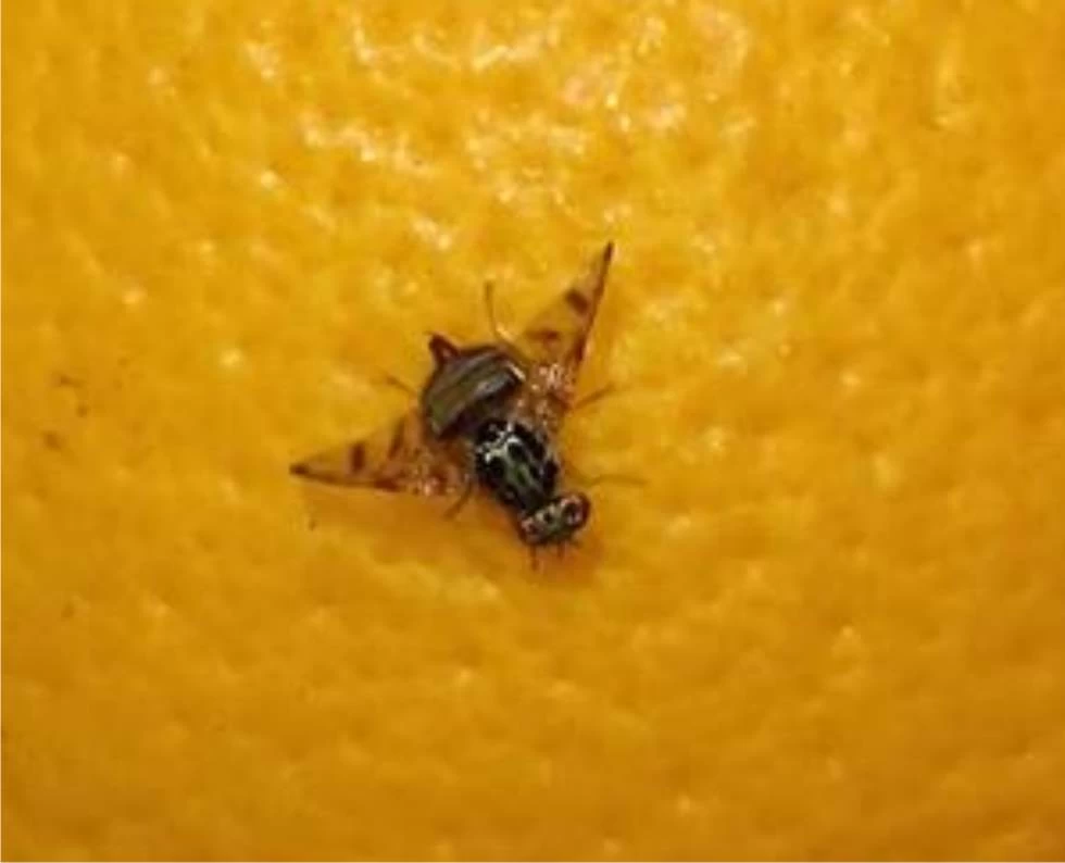 mosca mediterranea della frutta