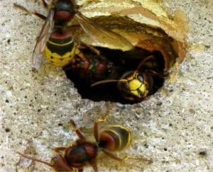 nido di vespe