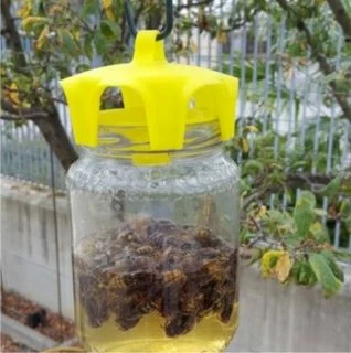 calabroni in trappola