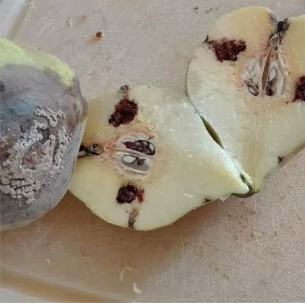 danni carpocapsa pera danneggiata dalla carpocapsa