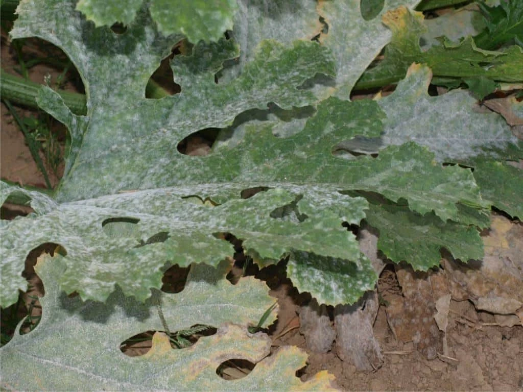 pianta di zucchina colpita da oidio
