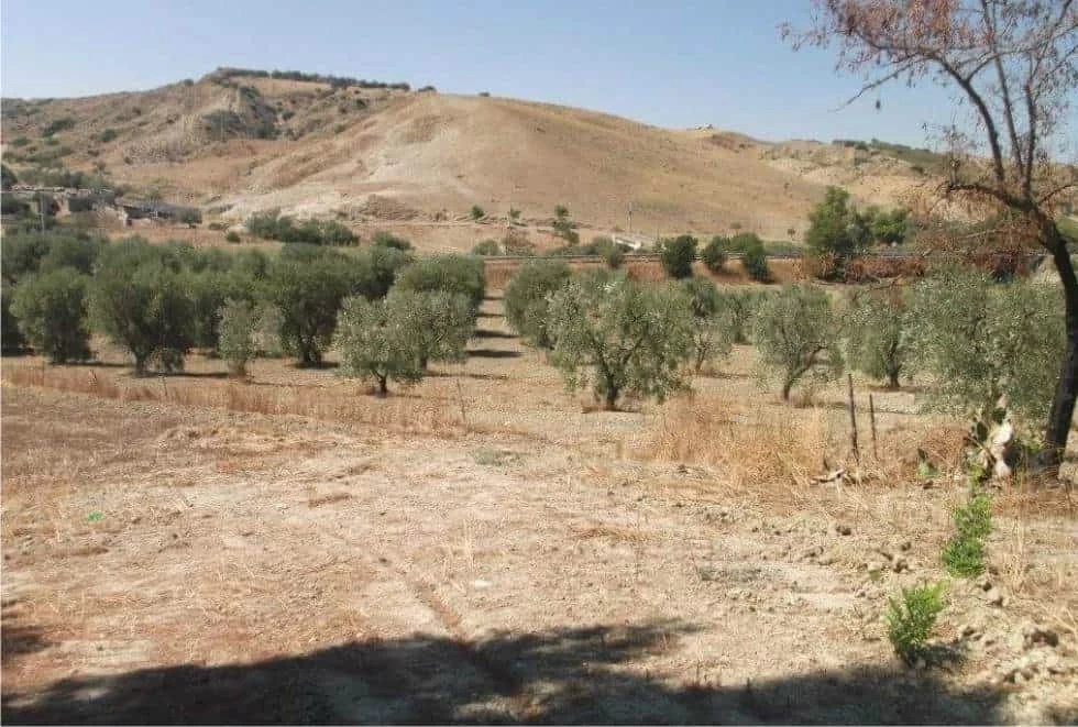 uliveto uliveto in puglia
